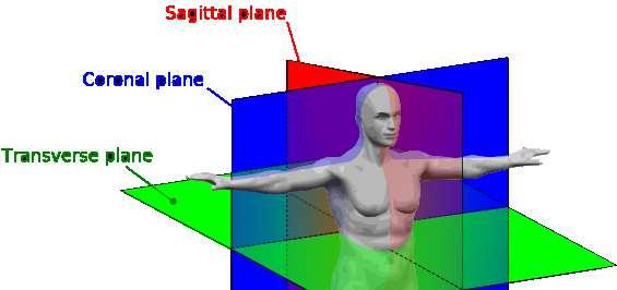 Základy anatómie Geometia človeka - anatomické oviny,