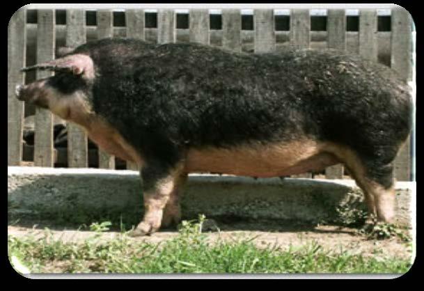 HNAMB, 2016 biela mangalica