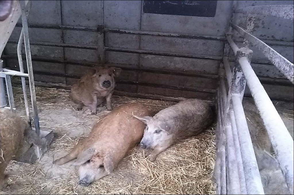 Mangalica