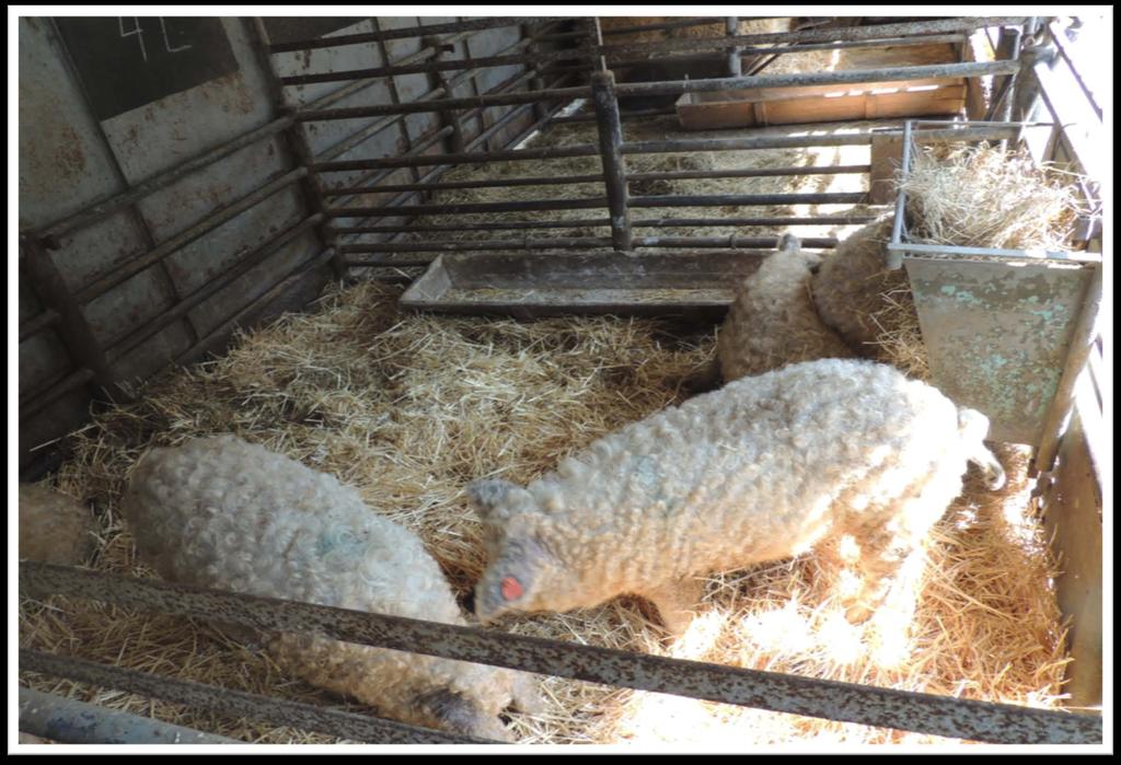 Mangalica