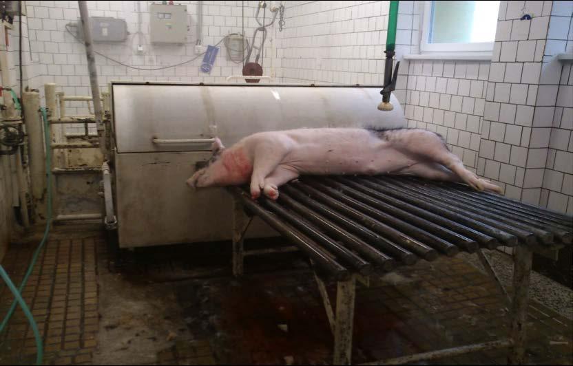 Materiál a Metodika! Zvieratá boli zaradené do výkrmu pri dosiahnutí 30 kg živej hmotnosti.