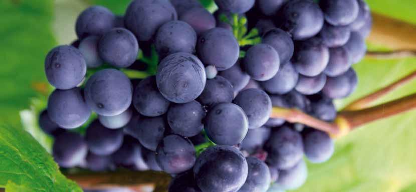 Tehnologija proizvodnje crnih vina Volumetrijska pumpa Mori služi za prijenos cijelog grožđa, svježeg masulja i