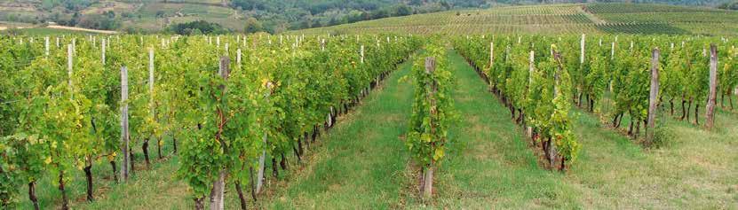 Mliječno kiseli okus i miris (mliječno-kiseli cik) Ovu bolest vina uzrokuju mliječno-kisele bakterije, često u kombinaciji sa bakterijama manitnog vrenja.