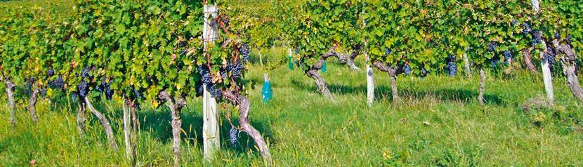 LalVigne Sa rastućim izazovima modernog vinogradarstva i vinarstva, Lallemand nastavlja intenzivna istraživanja u glavnim vinogradarsko-vinarskim regijama svijeta u cilju pronalaženja inovativnih