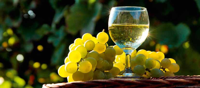 Tehnologija proizvodnje bijelih vina Usipna korita služe za prihvat veće količine grožđa, nakon čega uz pomoć volumetrijske pumpe ulazi u runjaču-muljaču. Pumpa ne oštećuje peteljku i bobicu.