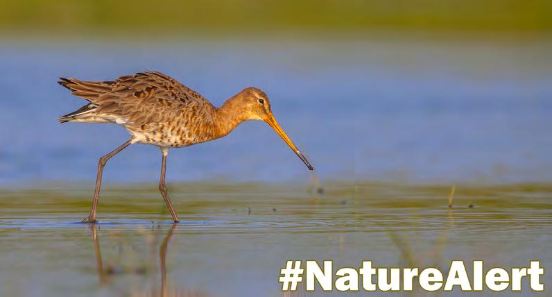ΠΡΟΩΘΗΣΗ ΒΙΩΣΙΜΟΤΗΤΑΣ Η εκστρατεία #NatureAlert διασώζει την ευρωπαϊκή νομοθεσία για τη φύση Στις 7 Δεκεμβρίου 2016 η Ευρωπαϊκή Επιτροπή επιβεβαίωσε επίσημα ότι οι νόμοι για τη φύση οι Οδηγίες για τα