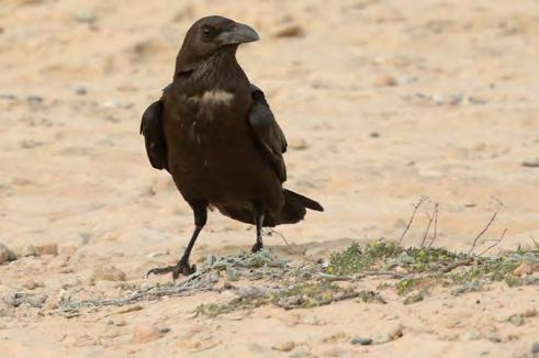 Για δεύτερη συνεχή χρονιά, η χαμηλή βροχόπτωση μάλλον επηρέασε την ποικιλία ειδών που καταγράφηκαν, αν και τέσσερα νέα είδη προστέθηκαν στη λίστα ειδών πουλιών της Κύπρου: ένας Ερημοκόρακας Corvus