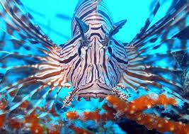 Το ψάρι Lionfish Το ψάρι Lionfish(Εικόνα 2.9 και 2.