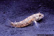 8. Το ψάρι RoundGoby Το ψάρι RoundGoby (Εικόνα 2.11) μεταφέρθηκε από τη Μαύρη θάλασσα και την Κασπία θάλασσα στη βόρεια Αμερική και τη Βαλτική.