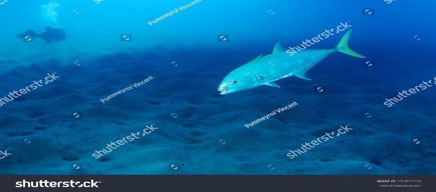 Εικόνα 1.9: Carangidae πηγή: https://www.shutterstock.