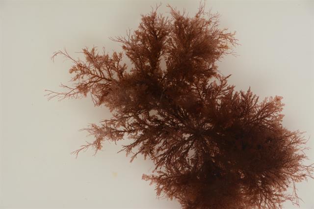 Αυτά τα εξωτικά είδη είναι τα θαλάσσια φυτά Fucus spiralis, Polysiphonia fucoides και Womersleyella setacea (Flagella & Abdulla, 2005). Εικόνα 1.