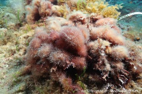 Εικόνα 1.14: Womersleyella setacea πηγή: http://doris.ffessm.fr/especes/womersleyella-setacea-polysiphonia- 3461/(rOffset)/2 1.