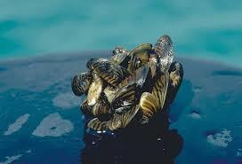 Zebra Mussel (Dreissena polymorpha) Ένα εξωτικό, επεμβατικό είδος, τα Μύδια Zebra εγγενές της Ανατολικής Ευρώπης(Μαύρη, Κασπία, Αράλη) εντοπίστηκαν για πρώτη φορά στη Βόρεια Αμερική στα μέσα της
