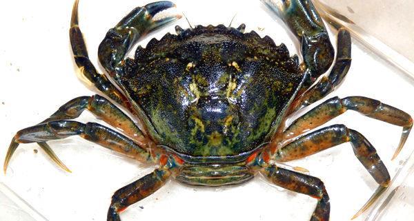 European green crab (Carcinus maenas) Το carcinus maenas είναι εγγενές στην Ευρωπαϊκή ακτή από την πλευρά του Ατλαντικού και της Βαλτική Θάλασσας και είναι ανεκτικό σε ευρύ φάσμα αλατότητας,