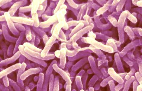 Cholera (Vibrio cholera) Το νερό σε πολλά λιμάνια ανά τον κόσμο αφορά πρωταρχικό έδαφος αναπαραγωγής για βακτήρια χολέρας, ειδικά σε χώρες όπου η υγιεινή είναι κακή και το νερό έχει μολυνθεί σε