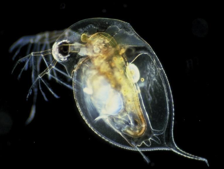 Cladoceran water flea (Cercopagis pengoi) Το είδος cercopagis pengoi είναι εγγενές στη Μαύρη, Κασπία, Αζοφική και Αράλη Θάλασσα στην Ευρώπη και την Ασία, αλλά υπήρξαν επίσης καταγραφές στην Ευρώπη