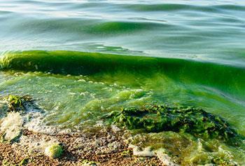 Toxic algae Υπάρχουν παγκοσμίως περισσότερα από 5.