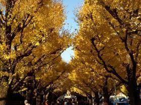 Εκεί που θα συναντήσουμε το μαγικό φθινόπωρο και το κόκκινο δέντρο Το φθινόπωρο στην Ιαπωνία, είναι μία