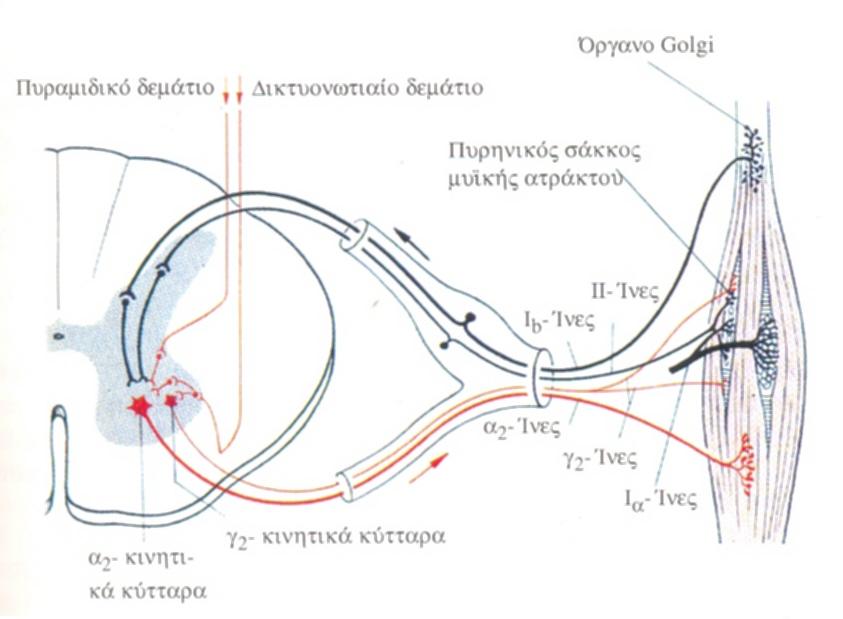 Εικ.74 Όταν το νωτιαίο νεύρο ή οι ρίζες υφίστανται πίεση που διαρκεί,τότε αρχικά βλάπτονται οι εμμύελες Α-ίνες και χάνεται η αίσθηση του σαφώς αφοριζόμενου (ριζιτικού τύπου) πόνου,ενώ διατηρείται