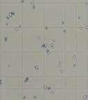 Quadrillage 1 mm