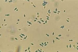 apiculata,