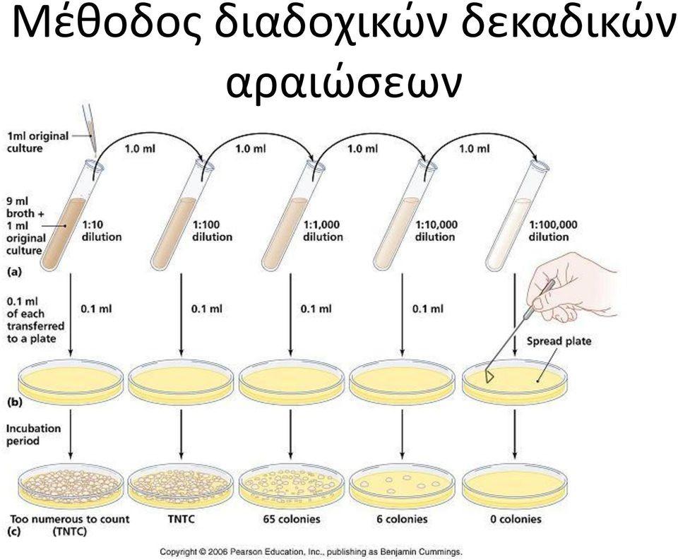 Μικροσκοπική παρατήρηση: Από κάθε δοκιμαστικό σωλήνα με διαφορετική αραίωση κατασκευάζουμε ένα παρασκεύασμα τοποθετώντας μία σταγόνα σε αντικειμενοφόρο πλάκα.