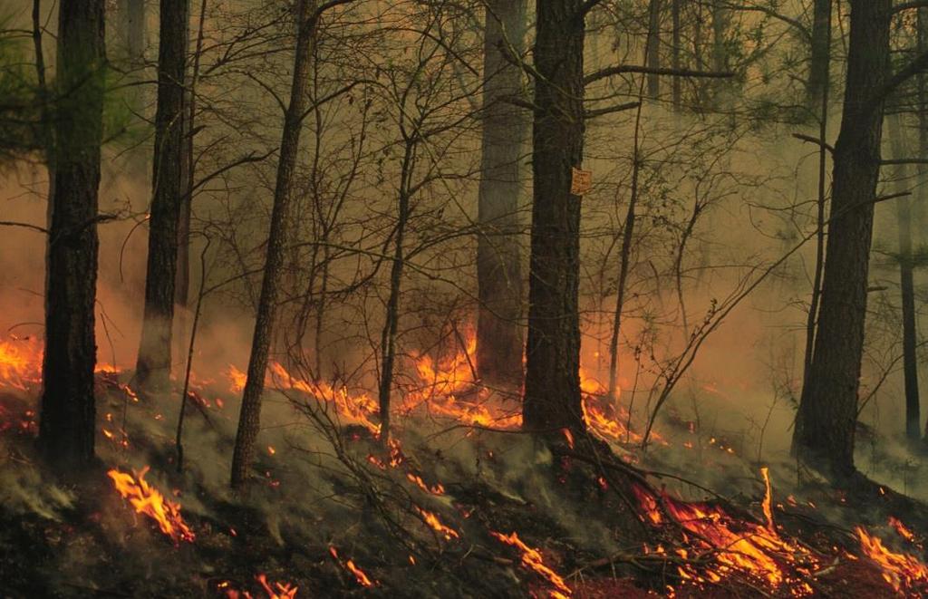 o udržiavať existujúce prejazdové cesty, zvážnice a zdroje vody v stave, ktorý umožňuje bezproblémový príjazd hasičských jednotiek a ich využitie na účinný zásah, o prijímať osobitné opatrenia pre
