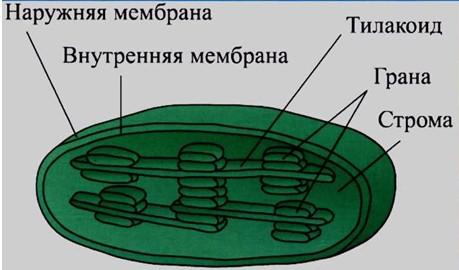 ХЛОРОПЛАСТТАР митохондриялар сияқты қос мембраналы органоид. Хлоропластардың пішіні көбіне сопақша болып келеді. Оның ұзындығы 5-10 мкм, ені 2-4 мкм.