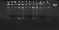 نقاوة DNA.89.58.76.59.77.73.88.79,54.90.67.82.63.9.5.66.89 ت الجدول )5( قيم التركيز والنقاوة في DNA رمز العزلة تركيزDNA نانوكرام/ مايكروليتر 9.