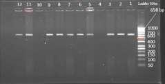 2 صورة 5. الترحيل الكهربائي على هالم األكاروز بتركيز %.5 لنواتج تضاعف الDNA حيث تمثل الصورة - لعزالت الفطر,(2-( R. solani 2 -عزالت الفطر solani 3 F.
