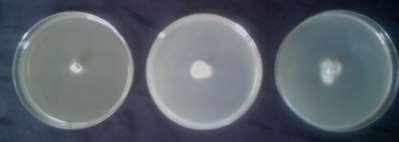 فعل تثبيطي للفطرين Shakoor وflavus. Aspergillus البيزيا عرف الديك اللزيج R.s-8 البيزيا عرف الديك اللزيج F.