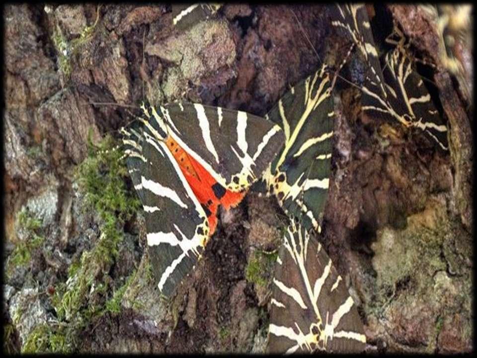 Πεταλούδα της Ρόδου Panaxia Η φύση μας γέμισε ζωή Σας