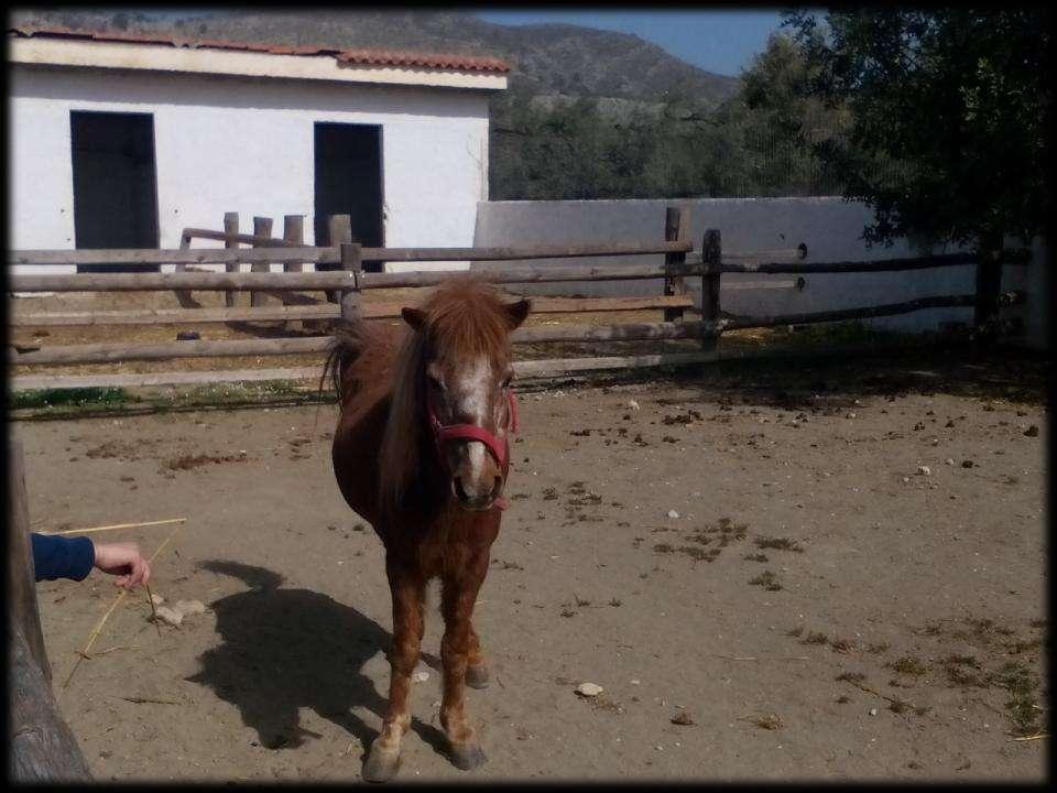 Μικρόσωμο