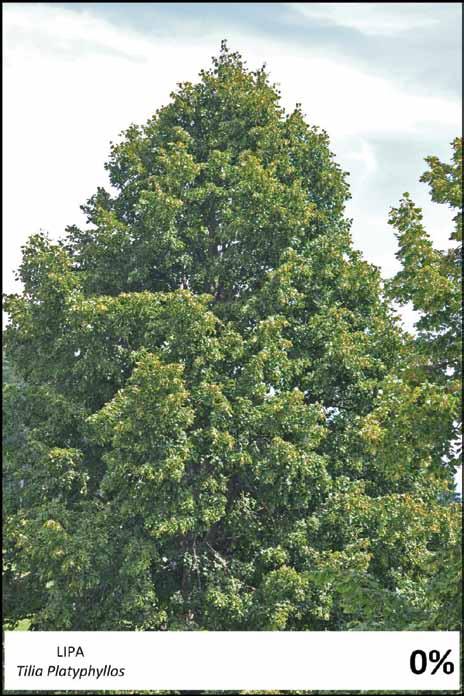 PRILOGE Tilia