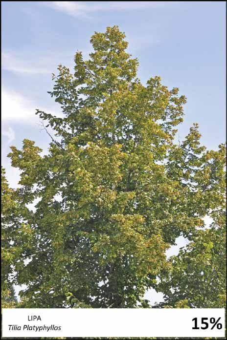 PRILOGE Tilia