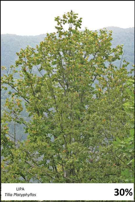 PRILOGE Tilia