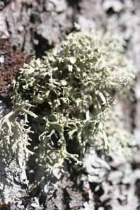 II. POPIS EPIFITSKIH LIŠAJEV Ramalina fastigiata (Pers.)Ach.