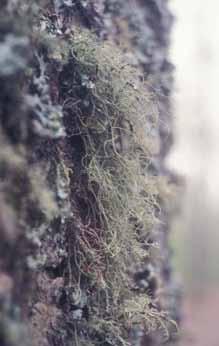 Usnea sp.