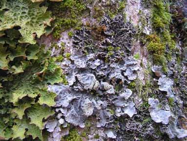 Lobaria pulmonaria (L.) Hoffm.