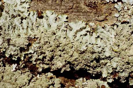 Slika 31: Punctelia subrudecta (Nyl.) Krog.