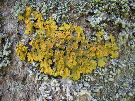 Xanthoria parietina (L.) Th.Fr. in sorodne Navadni rumenček je listast lišaj z intenzivno rumeno steljko, ki po dodatku K+ reagira temno vijolično.