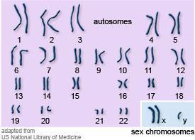 Σύνδρομο Klinefelter o Τα άτομα με σύνδρομο Klinefelter έχουν φυσιολογικό αριθμό αυτοσωμικών χρωμοσωμάτων (44) και τρία φυλετικά χρωμοσώματα, τα ΧΧΥ, αντί του