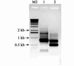 36 43 212 3 2RACE, 3 2RACE 5 6, SMART TM RACE (UPM), 2 5 UPM PCR 1 RT2PCR 800 bp, 6 Fig.