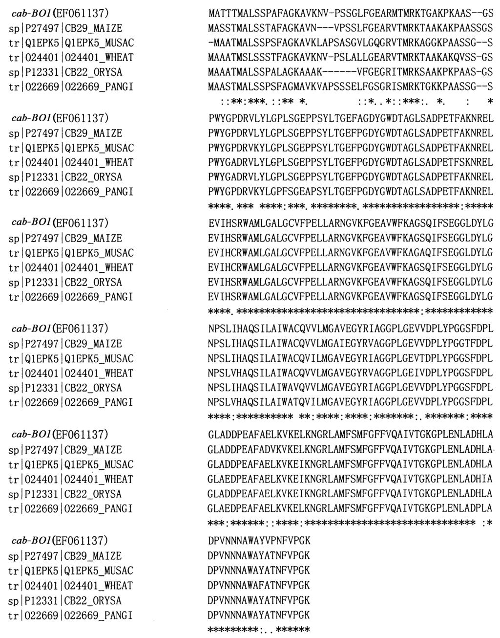 3 : a/ b 37 domain signature), 55 58 (CK2) (casein kinase II phosphorylation site), DNASTAR, cab2bo1 51248 28 121125 Da Mapdraw, 3 2 PCR 5 UPM PCR Sac, 3 2 PCR EcoR Sac, 440 bp pbi101, A ; 5 UPM PCR