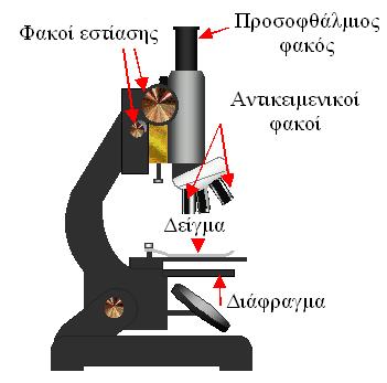 Σύνθετο Οπτικό Μικροσκόπιο Το αντικείµενο τοποθετείται πολύ κοντά σε ένα συγκλίνοντα φακό (αντικειµενικό φακό) πολύ µικρής εστίασης απόστασης, ο οποίος σχηµατίζει ένα πραγµατικό είδωλο του.