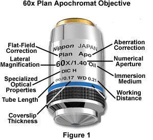 Plan-Apochromat Διόρθωση χρωματικών σφαλμάτων για κόκκινο, πράσινο και μπλε χρώμα. Τέλεια επιπεδότητα εικόνας. Πολύ καλή διακριτική ικανότητα.