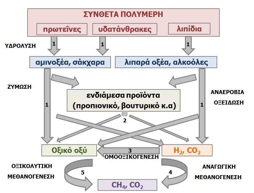 Σχήμα 5.1: Σχηματική αναπαράσταση της αναερόβιας χώνευσης της σύνθετης οργανικής ύλης (οι αριθμοί αναπαριστούν τις βακτηριακές ομάδες που εμπλέκονται).
