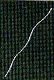 Methanospirillium hungatii, δ) Methanosarcina barkeri (Madigan et al, 1997).