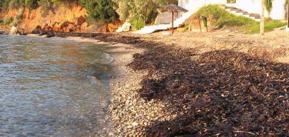 Η κατάταξη των φυκών βασίζεται κυρίως στον τύπο της χλωροφύλλης που φέρουν, στη δοµή του