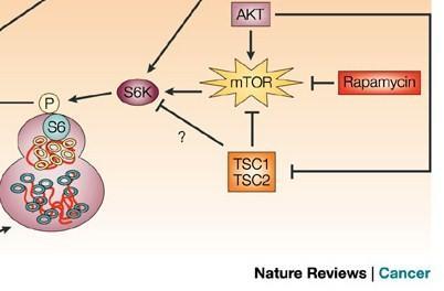 Κινάση S6 Φωσφορυλιώνει και ενεργοποιεί την ριβοσωμική πρωτείνη S6 4ΕΒΡ PKB TOR Target Of Κινάση σερίνηςθρεονίνης Tuberous sclerosis ef1a Παράγοντας έναρξης πρωτεινοσύνθεσης Μετάφραση